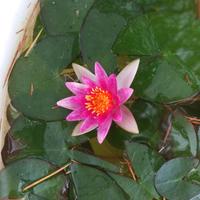 Kit piante per laghetto o bonsai pond