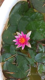 Kit piante per laghetto o bonsai pond