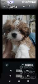 Lhasa Apso