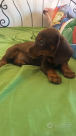 Bassotto kaninchen cioccolato