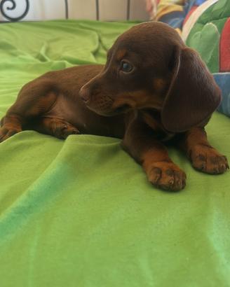 Bassotto kaninchen cioccolato