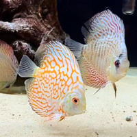 Discus 10/12 cm