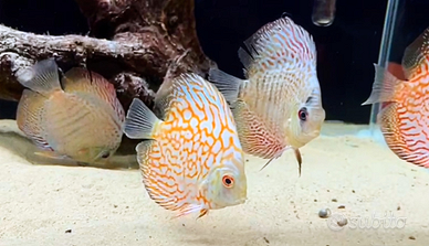 Discus 10/12 cm