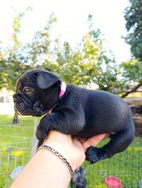 bulldog francese 