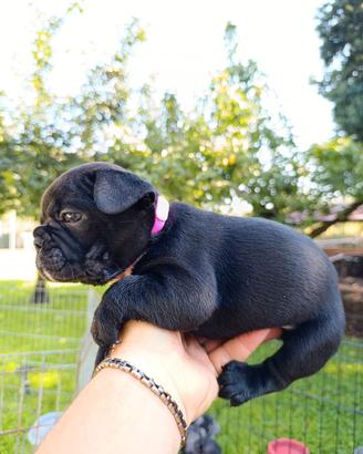 bulldog francese 