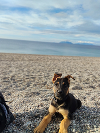 Cucciola Pastore tedesco di 2 mesi