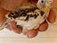 Immagine 4