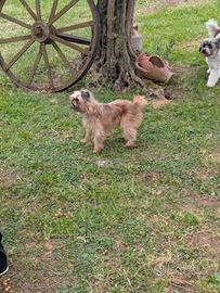 Griffone belga cer Ca marito