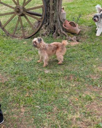Griffone belga cer Ca marito
