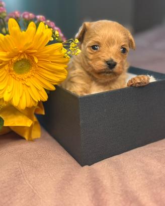 Maltipoo mini toy