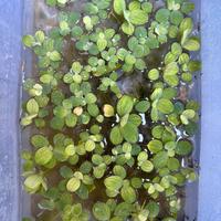 Pistia sratiotes