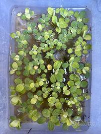 Pistia sratiotes