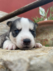 Husky siberian