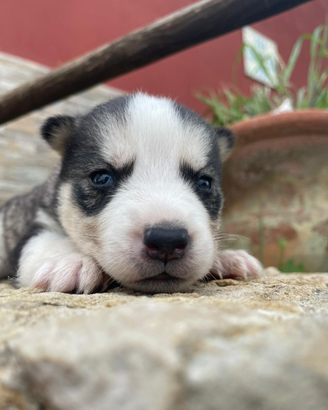 Husky siberian