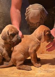 Cuccioli di segugio maremmano con pedegree