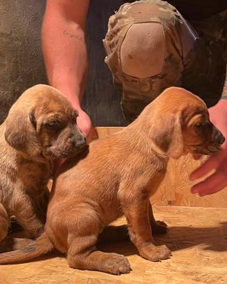 Cuccioli di segugio maremmano con pedegree
