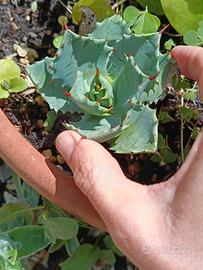 Agave parrasana pianta grassa Cactus dal Messico