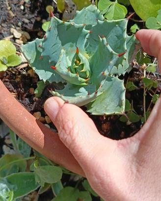 Agave parrasana pianta grassa Cactus dal Messico