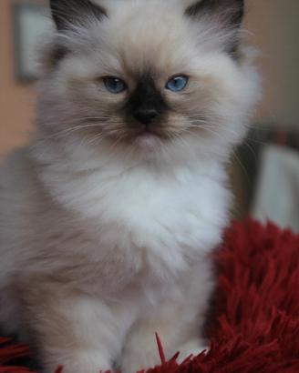 NATHANIEL cucciolo razza ragdoll