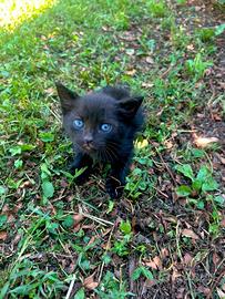 Gattini neri