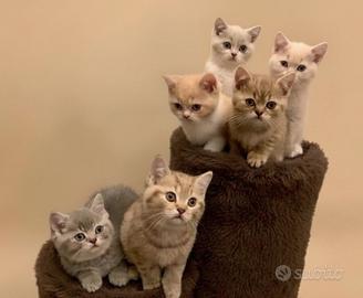 British Shorthair cuccioli