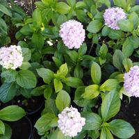 piante di Ortensia colore rosa €5