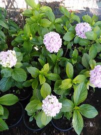 piante di Ortensia colore rosa €5