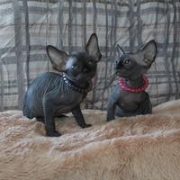 Sphynx pedigree