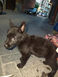 Cuccioli di cane
