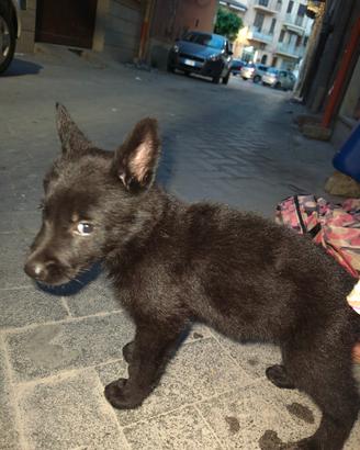 Cuccioli di cane