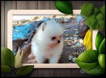 Spitz Pomerania 