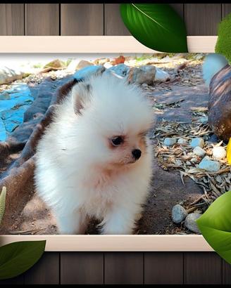 Spitz Pomerania 