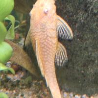 Ancistrus Albino