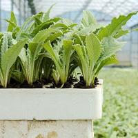 Piantine di Carciofo Diverse Varietà