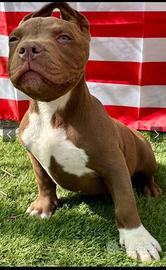 American Bully Standard