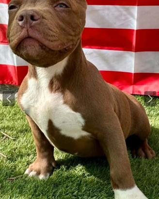 American Bully Standard