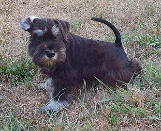 Mini schnauzer nero e argento
