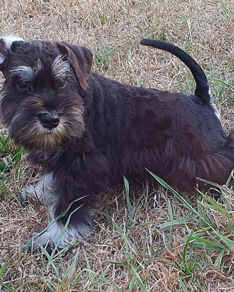 Mini schnauzer nero e argento