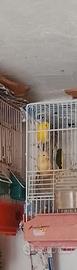 Canarino giallo