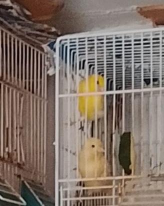 Canarino giallo