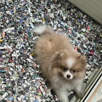 Spitz Pomerania Mini Toy femmina anche a rate