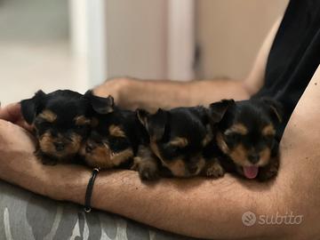 Cuccioli Yorkshire terrier