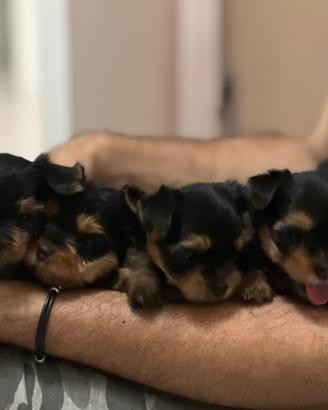 Cuccioli Yorkshire terrier
