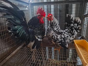 Chabo serama galline galli pulcinotti