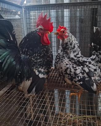 Chabo serama galline galli pulcinotti