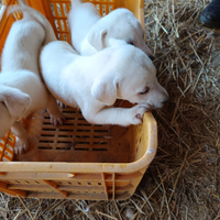 Cuccioli di due mesi