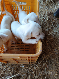 Cuccioli di due mesi