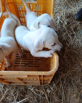 Cuccioli di due mesi