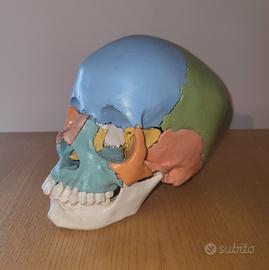 modello anatomico cranio 3B