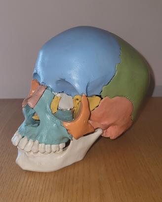 modello anatomico cranio 3B